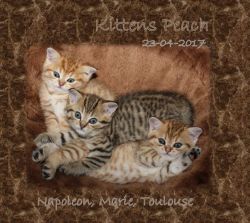 Kittens Peach 2017